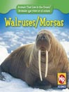 Walruses/Morsas